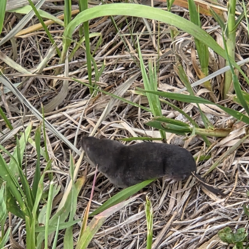 Northern Short-tailed Shrew observed by hailey-cole