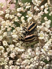 Paranaemia vittigera