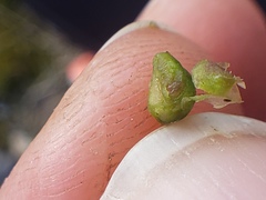 Sorosphaerula veronicae