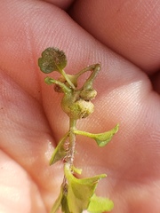 Sorosphaerula veronicae