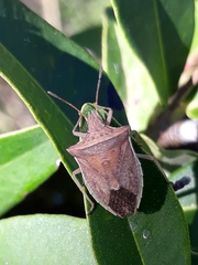 Diceraeus