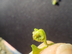 Sorosphaerula veronicae