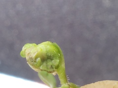 Sorosphaerula veronicae