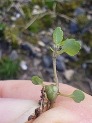 Sorosphaerula veronicae