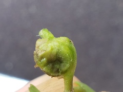 Sorosphaerula veronicae