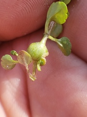 Sorosphaerula veronicae