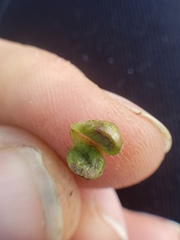 Sorosphaerula veronicae