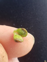 Sorosphaerula veronicae