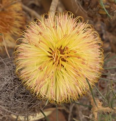 Banksia sphaerocarpa