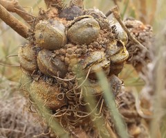 Banksia sphaerocarpa