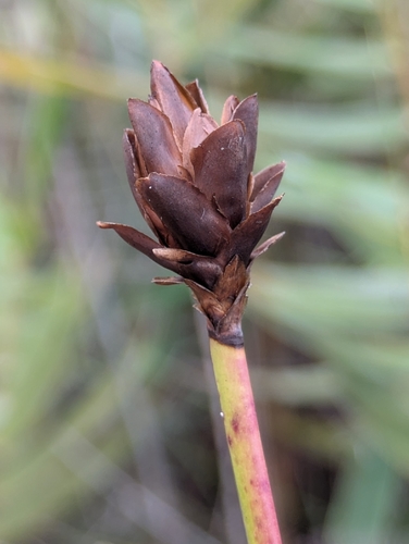 Xyris neocaledonica observed 2026-05-04