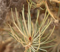 Banksia sphaerocarpa