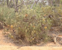 Banksia sphaerocarpa