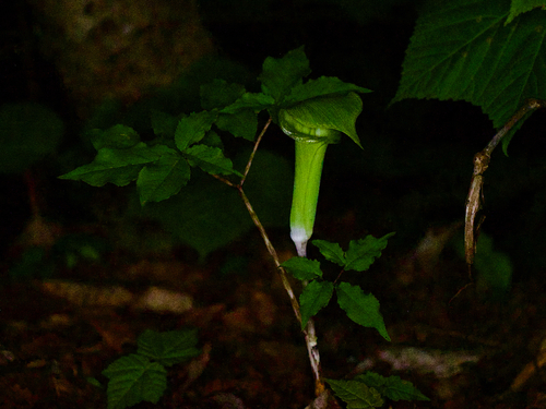Arisaema yamatense, photograph 2