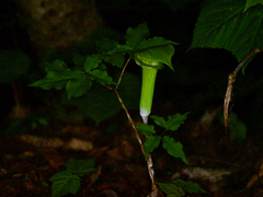 Arisaema yamatense, photograph りなべる, CC BY, iNaturalist via GBIF
