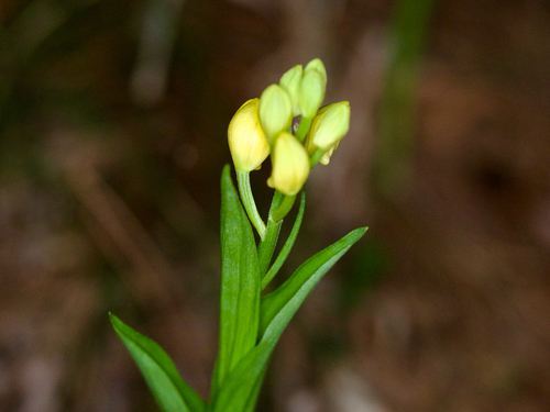 Cephalanthera falcata, photograph 4