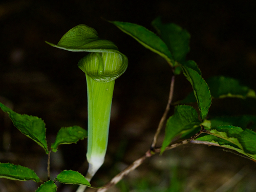 Arisaema yamatense