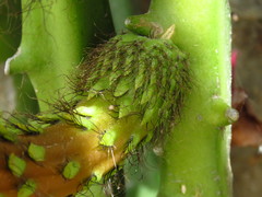 Selenicereus hamatus