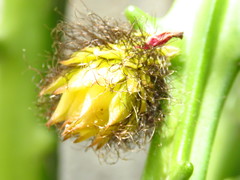 Selenicereus hamatus