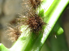 Selenicereus hamatus