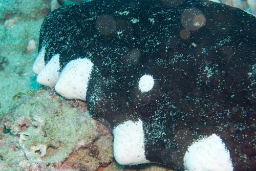 Holothuria nobilis observed 2026-05-08