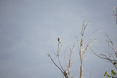 American Kestrel observed by yusuftaleb