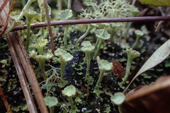 Cladonia rappii