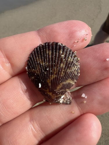 Mimachlamys varia varia