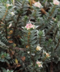 Pimelea mimosa