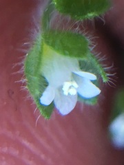 Eucrypta chrysanthemifolia bipinnatifida