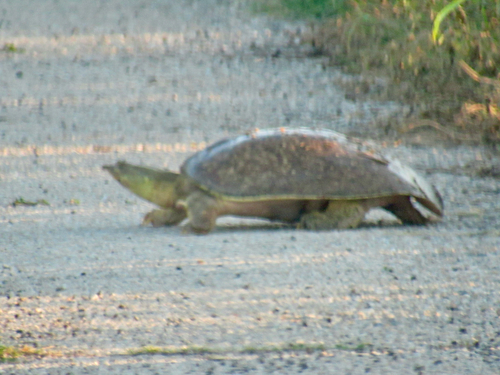 Spiny Softshell observed by adrianj