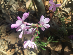 Phlox nivalis