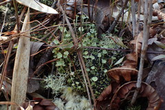 Cladonia rappii