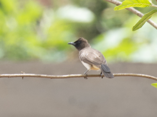 Common Bulbul