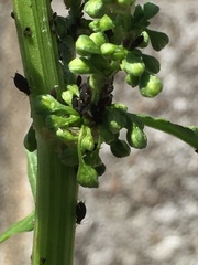 Schizaphis scirpi
