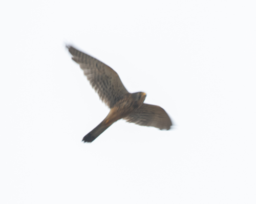 Eurasian Kestrel