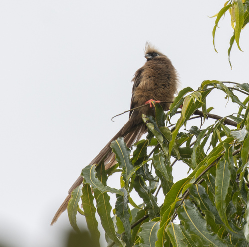 Speckled Mousebird