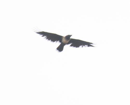 Pied Crow