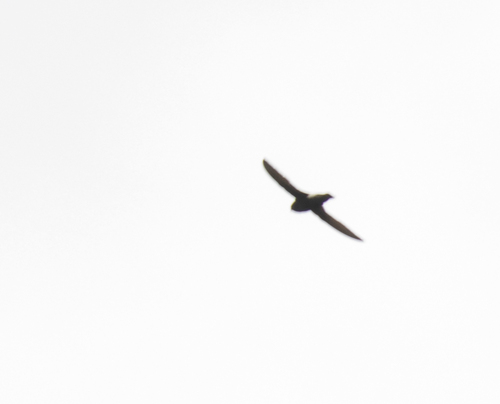 Little Swift