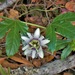 Passiflora edulis - Photo (c) delmer jonathan, μερικά δικαιώματα διατηρούνται (CC BY-NC), uploaded by delmer jonathan