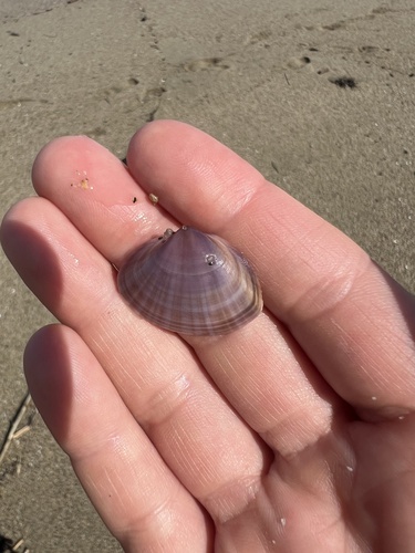 Mactra stultorum