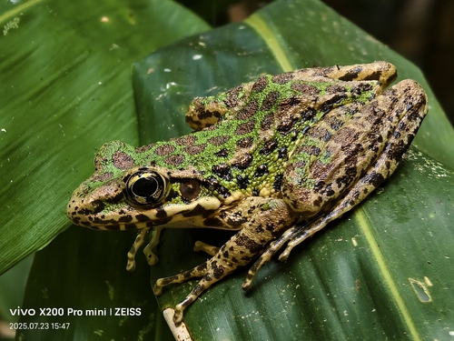 Tianmu Sharp-nosed Frog