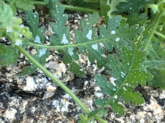 Eucrypta chrysanthemifolia bipinnatifida