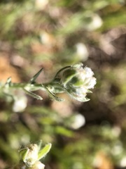 Micropus californicus