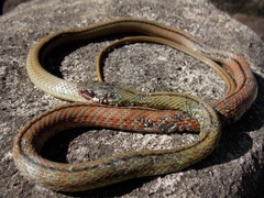 Mastigodryas dorsalis