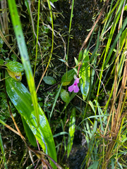 Cynorkis lowiana