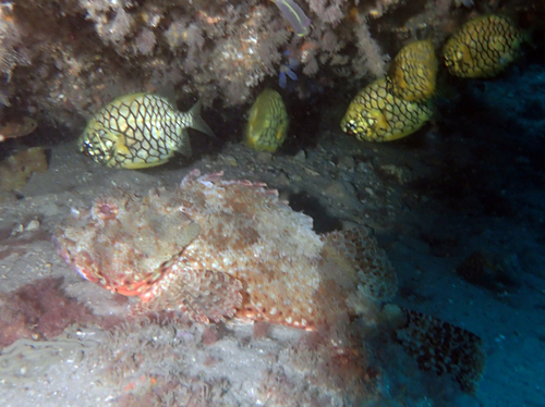 Scorpaena jacksoniensis