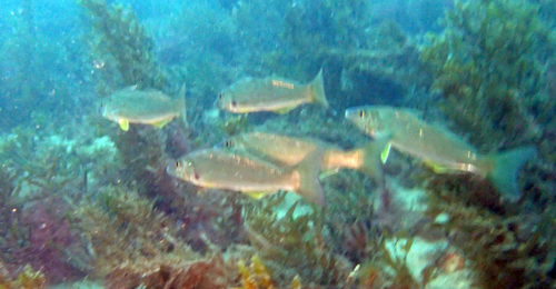 Sillago ciliata