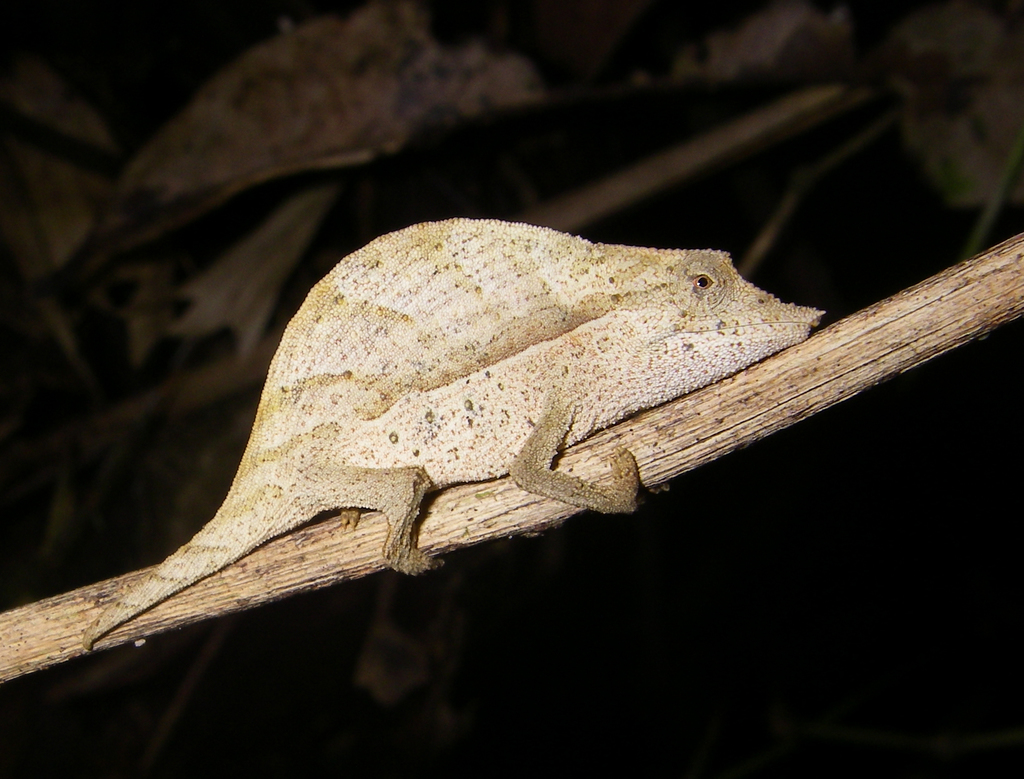 Eiongate Leaf Chameleon