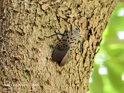 Spotted Lanternfly
